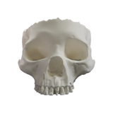 Schädel-Schale für Halloween – Die Ultimative Totenkopf-Deko!